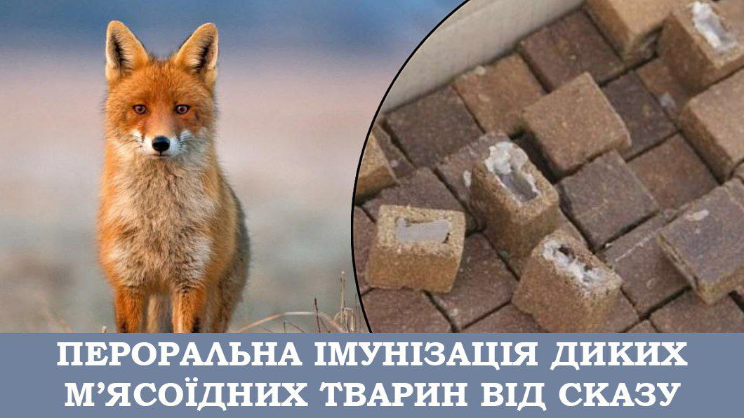 📢 ГЛАДКОВИЦЬКА ТЕРИТОРІАЛЬНА ГРОМАДА: ВАКЦИНАЦІЯ ДИКИХ ТВАРИН ПРОТИ СКАЗУ! 🦊